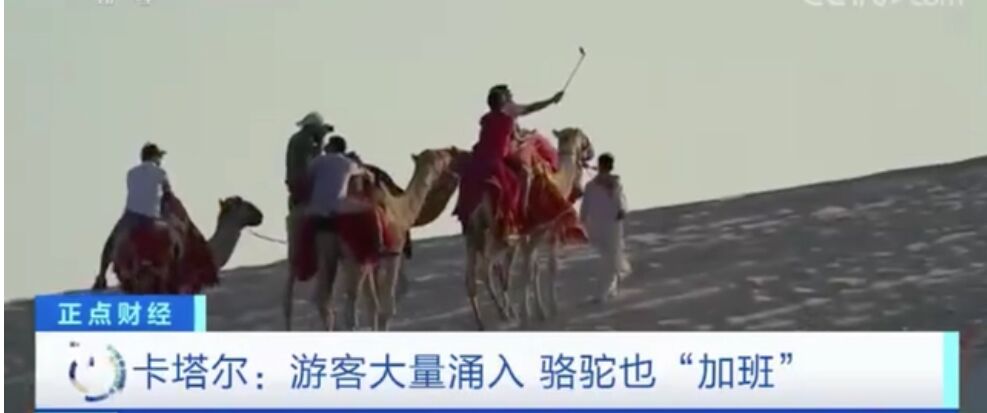 卡塔尔世界杯，骆驼也疯狂“加班”