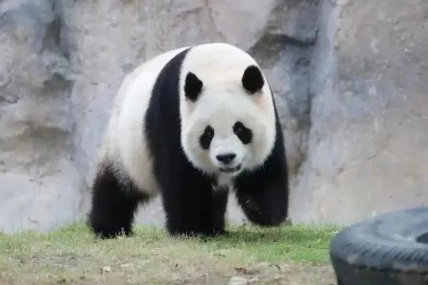医院接诊了一位“熊猫”患者（2023三甲医院接诊熊猫）